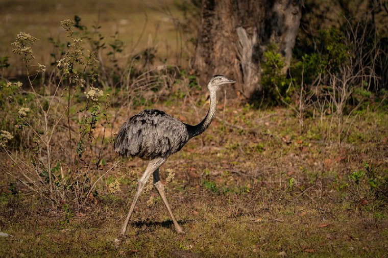 098 Noord Pantanal, nandoe.jpg